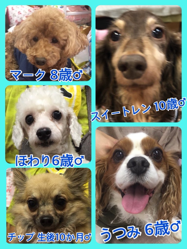 今日から夏休み😃保護犬猫を迎えるには最高のタイミングです😃🐾今日の里親様募集中ワンコ🐶メンバーです🐾2019,7,20